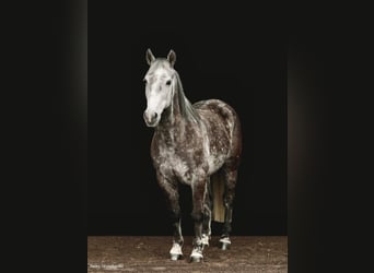 American Morgan Horse, Gelding, 8 years, 14,2 hh, Gray-Dapple