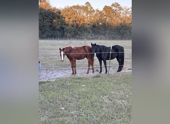 American Morgan Horse, Gelding, 8 years, 14 hh, Sorrel