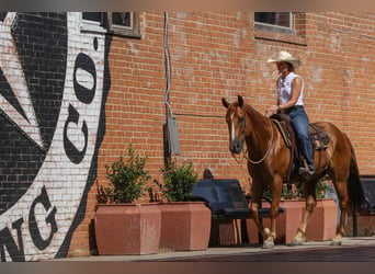 American Morgan Horse, Wallach, 8 Jahre, 15,1 hh, Rotfuchs