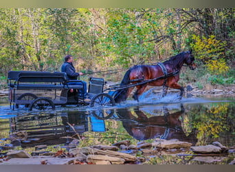 American Morgan Horse, Gelding, 8 years, 16,1 hh, Bay