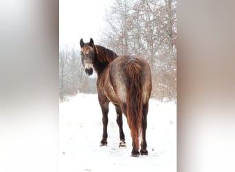 American Morgan Horse Mix, Gelding, 9 years, 14.1 hh, Buckskin