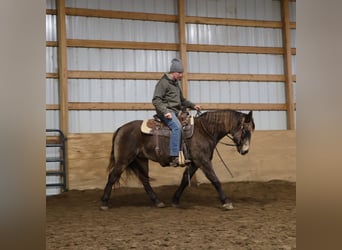 American Morgan Horse Mix, Gelding, 9 years, 14.1 hh, Buckskin