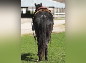 American Morgan Horse, Gelding, 9 years, 15.1 hh, Roan-Blue