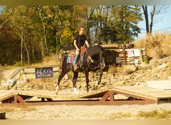 American Morgan Horse, Gelding, 9 years, 15,1 hh, Black