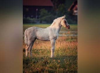 American Morgan Horse, Hengst, 1 Jahr, 150 cm, Dunalino
