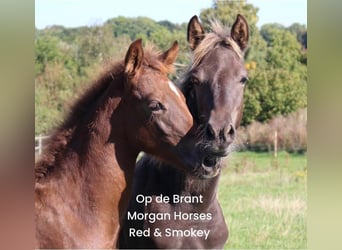 American Morgan Horse, Hengst, 1 Jahr, 154 cm, Grullo