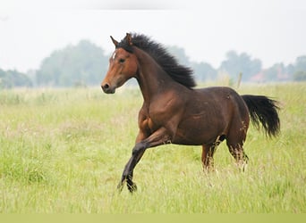 American Morgan Horse, Hengst, 1 Jahr, 155 cm, Brauner
