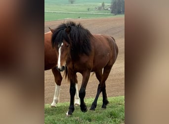 American Morgan Horse, Hengst, 2 Jahre, 156 cm, Brauner