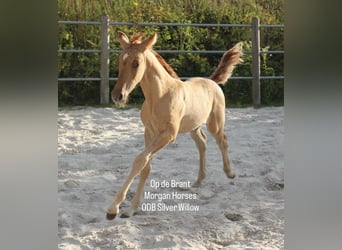 American Morgan Horse, Hengst, Fohlen (05/2025), 154 cm, Grullo American Morgan Horse, Hengst, Fohlen (05/2025), 154 cm, Grullo