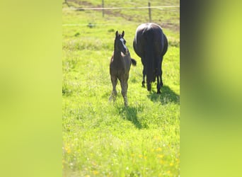 American Morgan Horse, Hengst, Fohlen (05/2026), 157 cm, Rappe