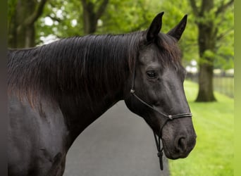 American Morgan Horse, Klacz, 10 lat, 152 cm, Kara