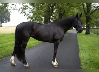 American Morgan Horse, Klacz, 10 lat, 152 cm, Kara