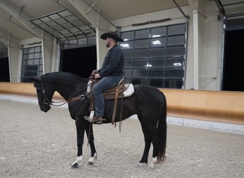 American Morgan Horse, Klacz, 10 lat, 152 cm, Kara