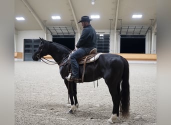 American Morgan Horse, Klacz, 10 lat, 152 cm, Kara