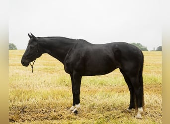 American Morgan Horse, Klacz, 10 lat, 152 cm, Kara