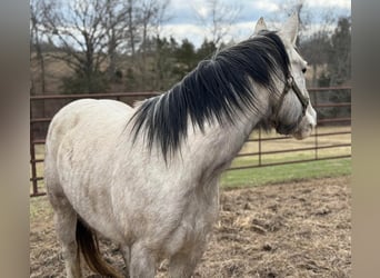 American Morgan Horse, Klacz, 3 lat, 60 cm, Biała