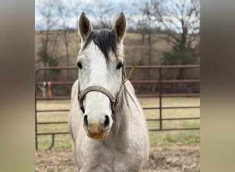 American Morgan Horse, Klacz, 3 lat, 60 cm, Biała