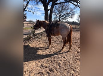 American Morgan Horse, Klacz, 3 lat, 60 cm, Może być siwy