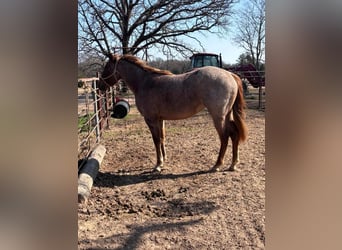 American Morgan Horse, Klacz, 3 lat, 60 cm, Może być siwy