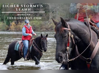 American Morgan Horse, Klacz, 7 lat, 152 cm, Kara