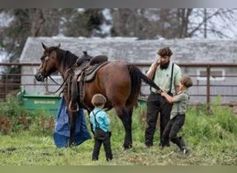 American Morgan Horse, Klacz, 7 lat, 155 cm, Gniada