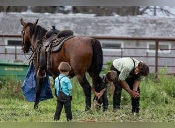 American Morgan Horse, Klacz, 7 lat, 155 cm, Gniada