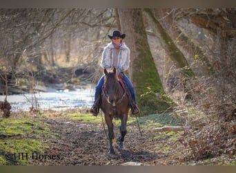 American Morgan Horse, Klacz, 8 lat, 150 cm, Gniada