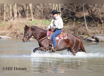 American Morgan Horse, Klacz, 8 lat, 150 cm, Gniada