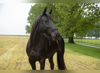 American Morgan Horse, Mare, 10 years, 15 hh, Black