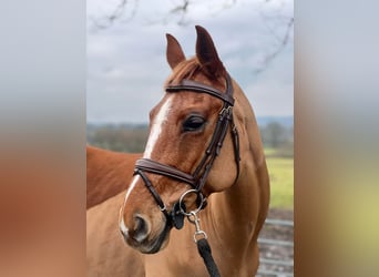 American Morgan Horse, Mare, 10 years, 5,3 hh, Brown