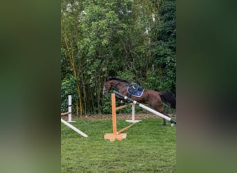 American Morgan Horse Mix, Mare, 11 years, 15,3 hh, Chestnut