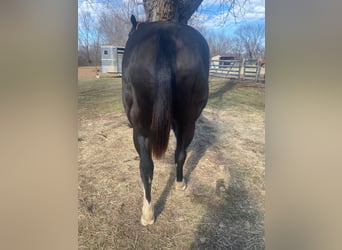 American Morgan Horse, Mare, 11 years, 5,3 hh, Black