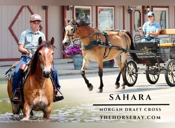 American Morgan Horse Mix, Mare, 12 years, 15 hh, Buckskin