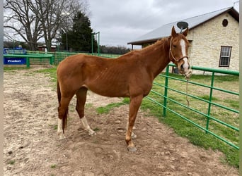 American Morgan Horse, Mare, 12 years, 5,3 hh, Brown