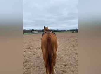 American Morgan Horse, Mare, 12 years, 5,3 hh, Brown