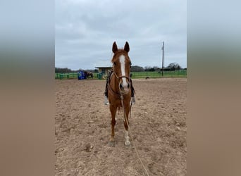 American Morgan Horse, Mare, 12 years, 5,3 hh, Brown