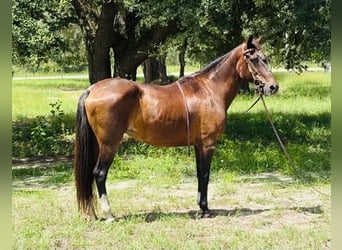 American Morgan Horse, Mare, 15 years, 15 hh, Sorrel