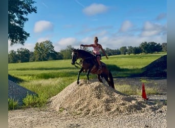American Morgan Horse, Mare, 15 years, 15 hh, Sorrel