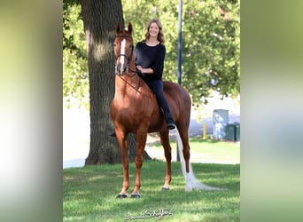 American Morgan Horse, Mare, 16 years, 16 hh, Chestnut