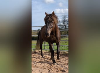 American Morgan Horse, Mare, 17 years, 14,2 hh, Chestnut