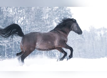 American Morgan Horse, Mare, 17 years, 15.2 hh, Grullo
