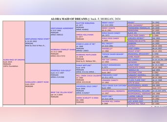 American Morgan Horse, Mare, 1 year, 15 hh, Buckskin
