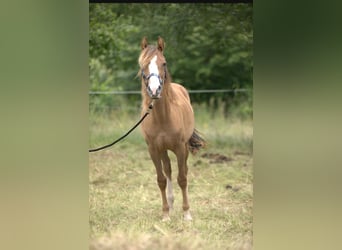 American Morgan Horse, Mare, 1 year, 15 hh, Chestnut-Red