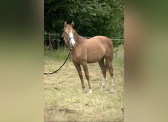American Morgan Horse, Mare, 1 year, 15 hh, Chestnut-Red