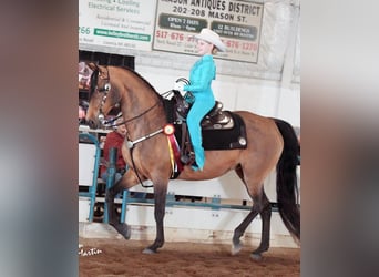 American Morgan Horse, Mare, 20 years, 15 hh, Buckskin