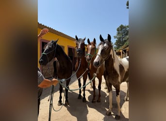 American Morgan Horse, Mare, 3 years, 15,2 hh, Pinto