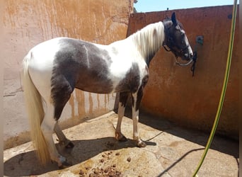 American Morgan Horse, Mare, 3 years, 15,2 hh, Pinto