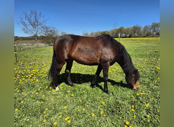 American Morgan Horse, Mare, 4 years, 14.3 hh, Brown