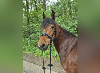 American Morgan Horse, Mare, 4 years, 14.3 hh, Brown