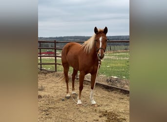 American Morgan Horse, Mare, 5 years, 5,3 hh, Brown